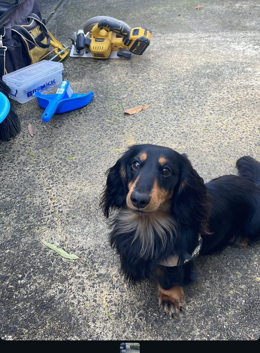 Steer Built's dog sitting on a job next to the tools